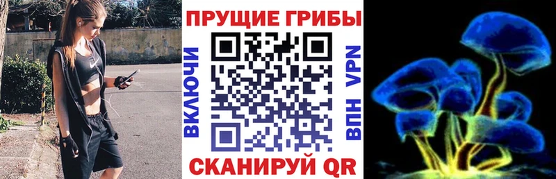 Галлюциногенные грибы Psilocybine cubensis Горно-Алтайск